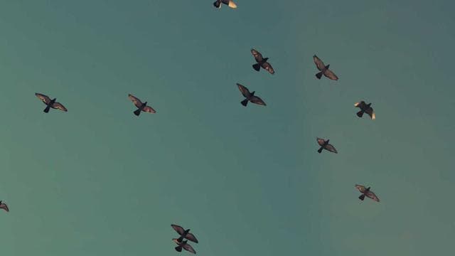 Championship Finals Recap